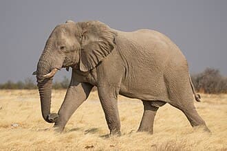 Elephant — Corruption