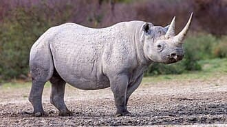 Rhino — Public Debt & Fiscal Policy